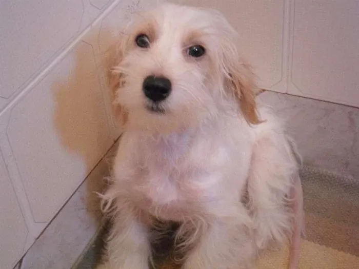 Cachorro ra a SRD idade Abaixo de 2 meses nome Não possuem 