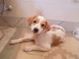 Não possuem