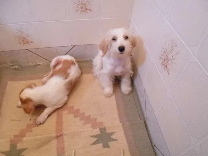 Cachorro ra a SRD idade Abaixo de 2 meses nome Não possuem 