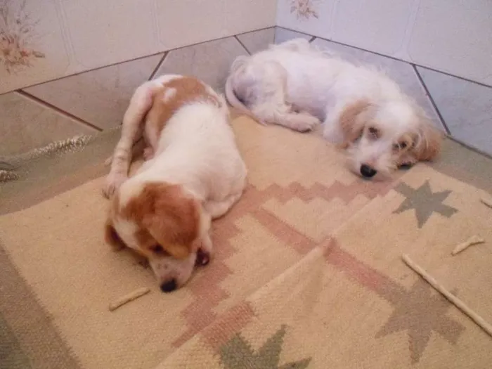 Cachorro ra a SRD idade Abaixo de 2 meses nome Não possuem 