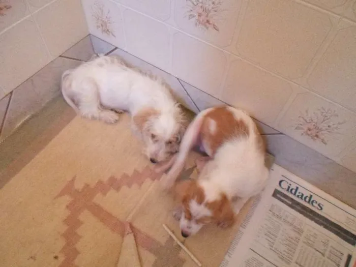Cachorro ra a SRD idade Abaixo de 2 meses nome Não possuem 