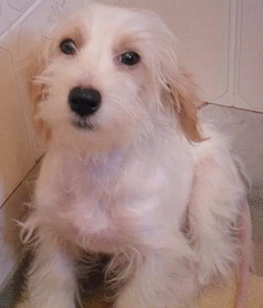 Cachorro ra a SRD idade Abaixo de 2 meses nome Não possuem 