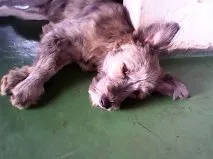 Cachorro ra a mistura Poodle com vira lata idade 7 a 11 meses nome Pitoco