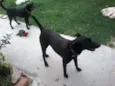 Fumaça