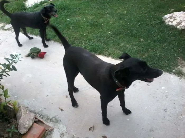 Cachorro ra a Não definida idade 3 anos nome Fumaça