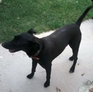 Cachorro raça Não definida idade 3 anos nome Fumaça