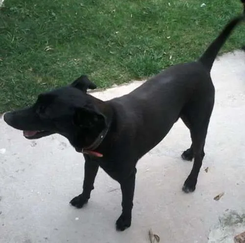 Cachorro ra a Não definida idade 3 anos nome Fumaça