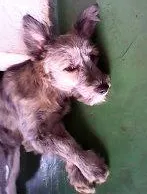 Cachorro raça mistura Poodle com vira lata idade 7 a 11 meses nome Pitoco