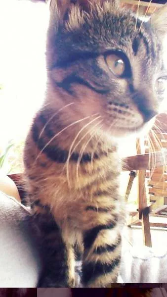 Gato raça Não confirmada idade 7 a 11 meses nome April