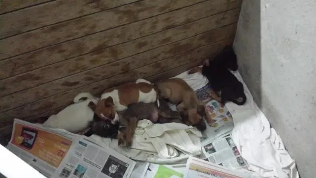 Cachorro ra a desconhecida idade Abaixo de 2 meses nome sem nome