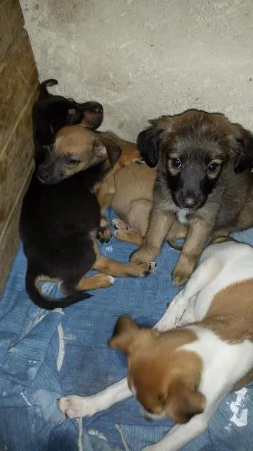 Cachorro ra a desconhecida idade Abaixo de 2 meses nome sem nome