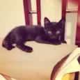 Black Jr.