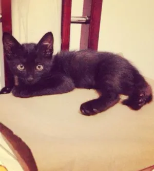 Gato raça Srd idade 2 a 6 meses nome Black Jr.