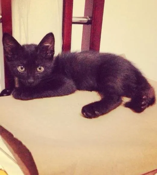 Gato ra a Srd idade 2 a 6 meses nome Black Jr.