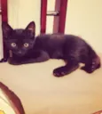 Black Jr.