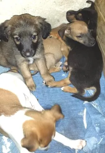 Cachorro ra a desconhecida idade Abaixo de 2 meses nome sem nome