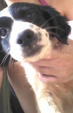 Cachorro ra a Raca não devinida idade 2 a 6 meses nome florzinha tico e te