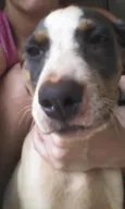 florzinha tico e te