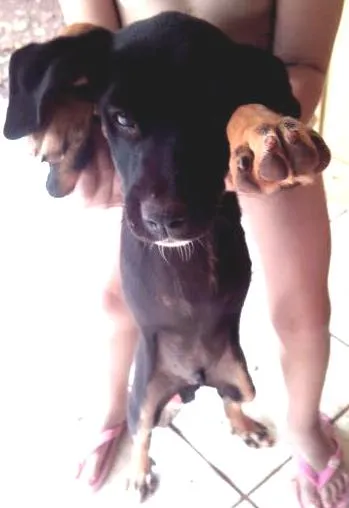 Cachorro ra a Raca não devinida idade 2 a 6 meses nome florzinha tico e te