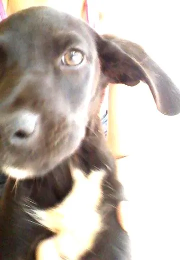 Cachorro ra a Raca não devinida idade 2 a 6 meses nome florzinha tico e te