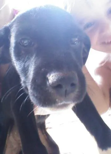 Cachorro ra a Raca não devinida idade 2 a 6 meses nome florzinha tico e te