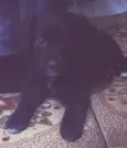 Diva