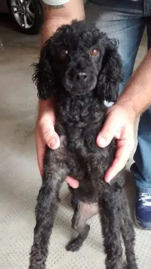 Cachorro raça poodle idade 2 anos nome não sei