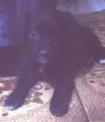 Diva