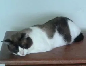 Gato raça SIAMES idade 1 ano nome KALVIN