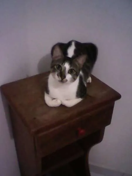 Gato ra a INDEFINIDA idade 1 ano nome JHONNY