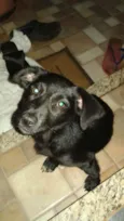 Adote
