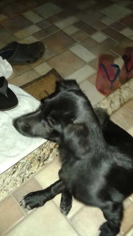 Cachorro ra a Labrador misurado idade  nome Adote