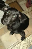 Adote