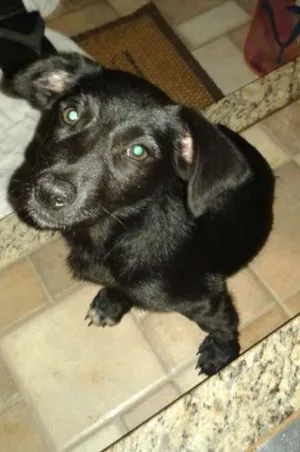 Cachorro raça Labrador misurado idade  nome Adote