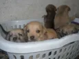 esperança