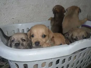 Cachorro raça sem raça definida idade Abaixo de 2 meses nome esperança