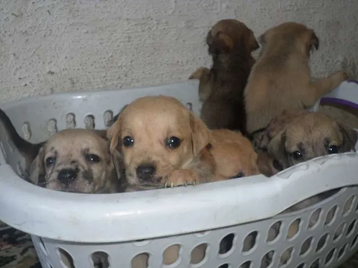 Cachorro ra a sem raça definida idade Abaixo de 2 meses nome esperança
