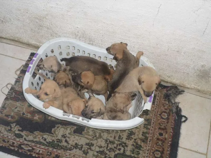 Cachorro ra a sem raça definida idade Abaixo de 2 meses nome esperança