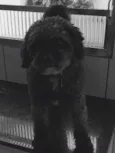 Bolinha
