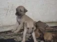 esperança