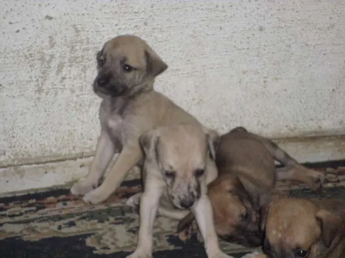 Cachorro ra a sem raça definida idade Abaixo de 2 meses nome esperança