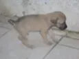 esperança