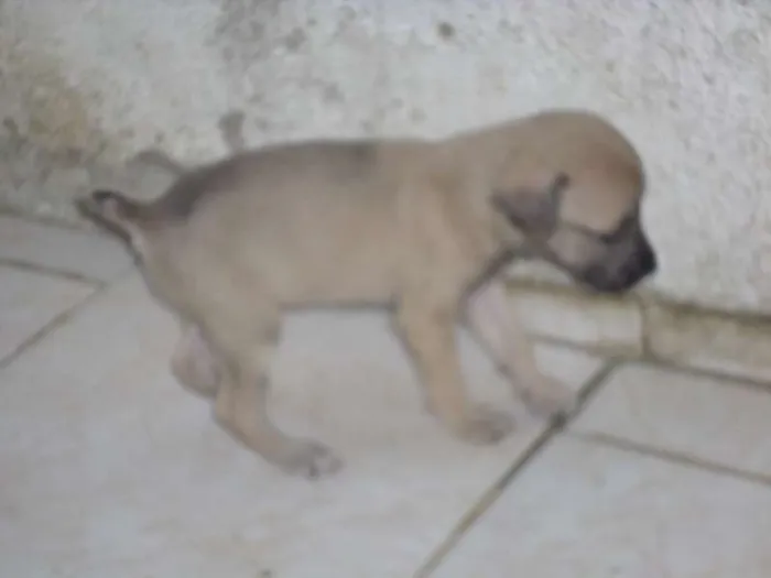 Cachorro ra a sem raça definida idade Abaixo de 2 meses nome esperança