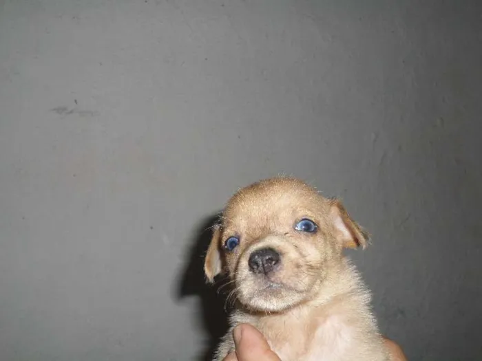 Cachorro ra a sem raça definida idade Abaixo de 2 meses nome esperança