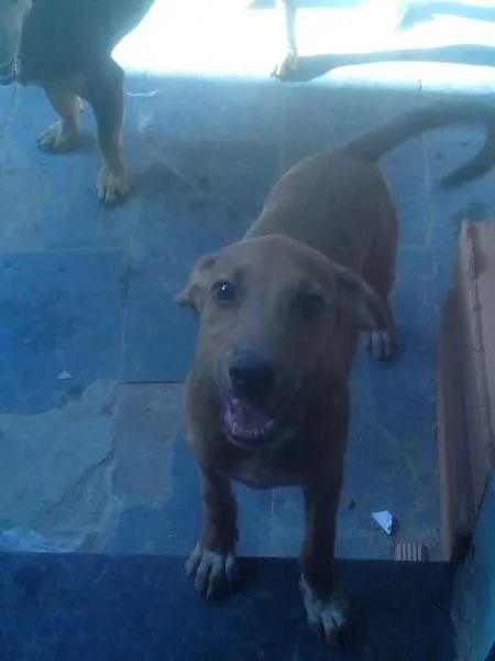 Cachorro raça cocker  misturado idade 2 a 6 meses nome Muriel