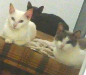 Gato raça sem  idade 2 a 6 meses nome cinza branquinha e 