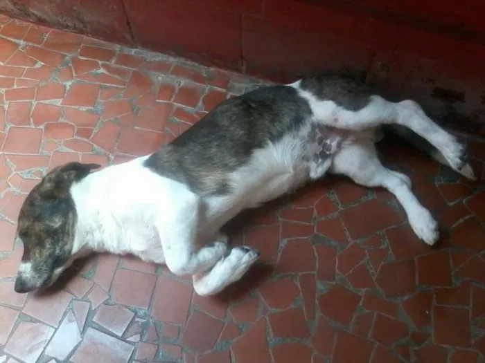 Cachorro ra a mix de Basset idade 7 a 11 meses nome Negão