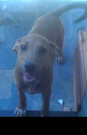 Cachorro raça cocker  misturado idade 2 a 6 meses nome Muriel