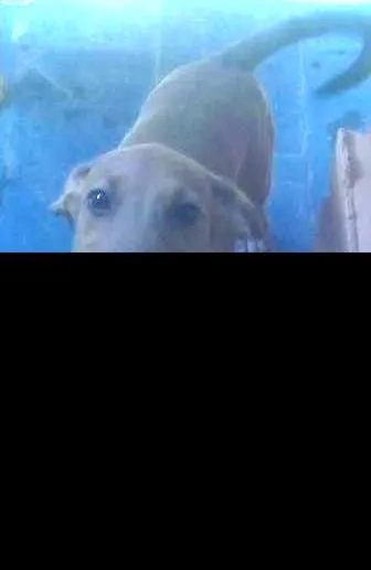 Cachorro raça cocker  misturado idade 2 a 6 meses nome Muriel