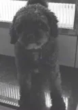 Bolinha